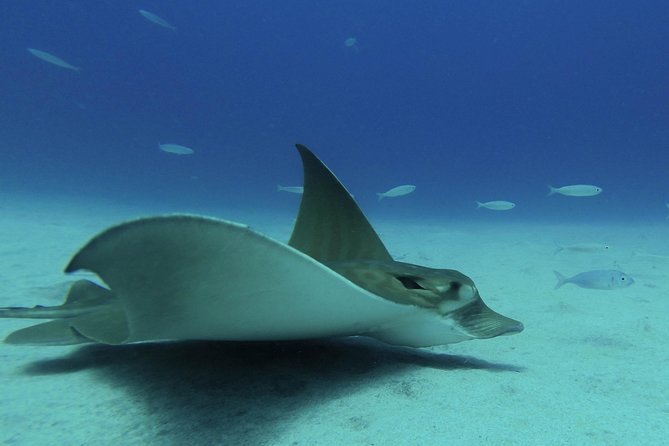 guided Scuba Diving on Tenerife (for certified divers) - Gear, insurance, and what’s included vs. not
