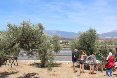 Guided tour and oil tasting at the Aceites Molisur factory - Century-old olive trees: the part that makes tasting make sense