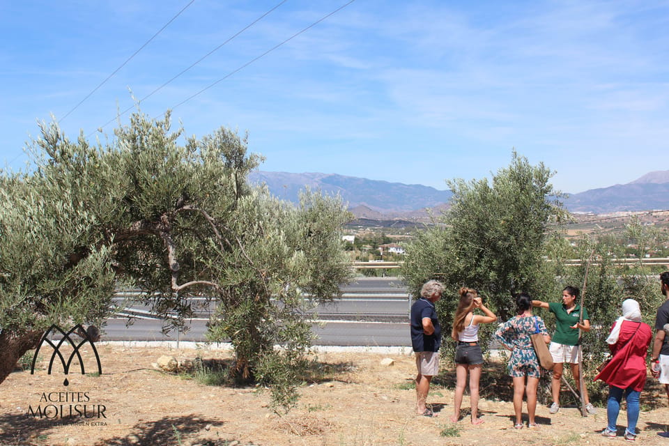 Guided tour and oil tasting at the Aceites Molisur factory - Century-old olive trees: the part that makes tasting make sense