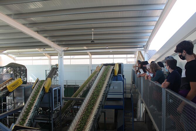 Guided tour and olive oil tasting in Alhaurin el Grande (Málaga) - The stainless-steel winery stop: why it sounds different and feels memorable