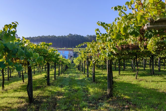 Guided tour of Bodegas Granbazán - The winery walk: where the tour turns into real learning
