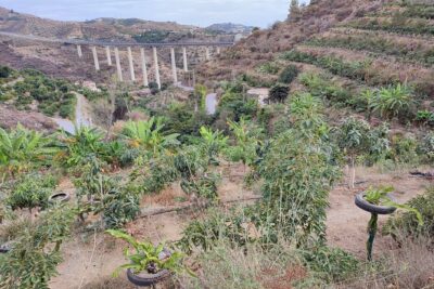 Guided Tour to the only coffee farm in Europe - Coffee plus tropical fruit: how the itinerary keeps it from feeling repetitive