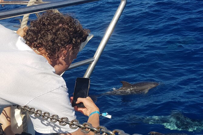 Half-Day Cruise Tour-Dolphin and Whale Watching - How the dolphin and whale search timing actually works