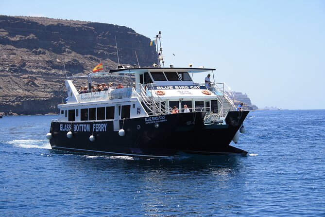 Half-Day Cruise Tour-Dolphin and Whale Watching - Dolphins vs whales: how to set your expectations