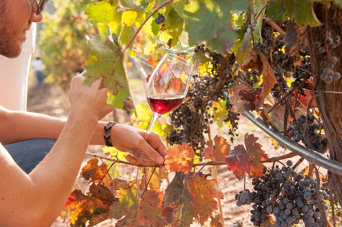 High-End Vineyard Escape: Cava, Tapas & Wine | Private Tour - Why This Private Cava and Tapas Day Costs What It Costs