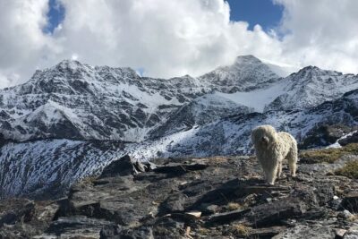 Hiking experience in the High Sierra Nevada National Park - San Juan Valley: Glacial Ice, Wildflowers, and Animals That Actually Show Up