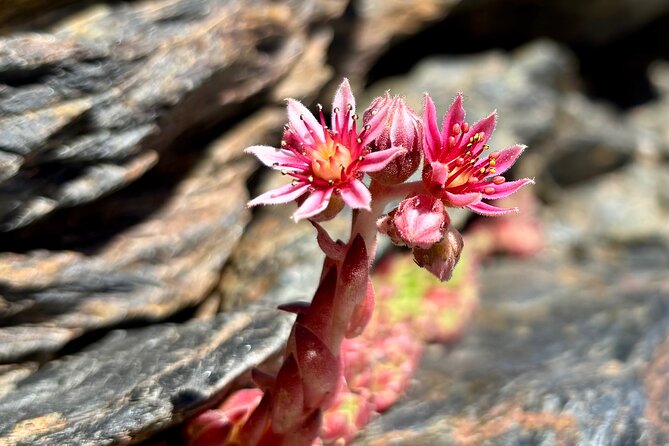 Hiking experience in the High Sierra Nevada National Park - Guide + Dog Energy: Why Jaime (and Others) Make the Day Feel Safe