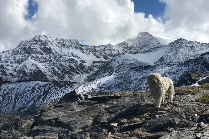 Hiking experience in the High Sierra Nevada National Park - San Juan Valley: Glacial Ice, Wildflowers, and Animals That Actually Show Up