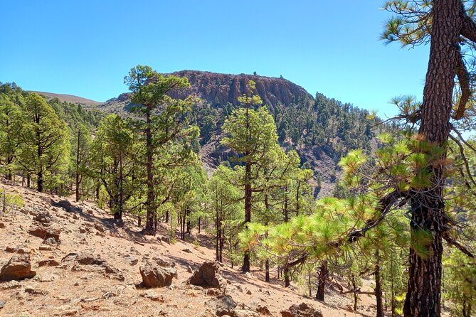 Hiking in Tenerife's Great Outdoors - Value Check: Is $72.59 Worth It?