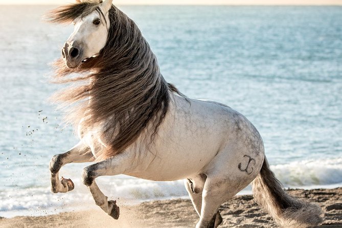 Horse and Flamenco Show in Malaga - The Included Stable Visit: Why It’s More Than a Photo Op
