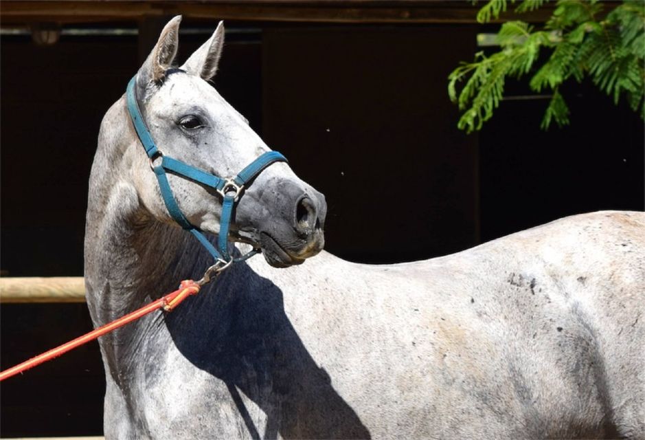 Horse-Drawn Carriage Ride Through Seville - Passing the Landmarks You’ll Remember Later