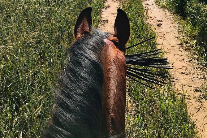 Horseback riding around Doñana National Park - Private tour energy with small-group limits
