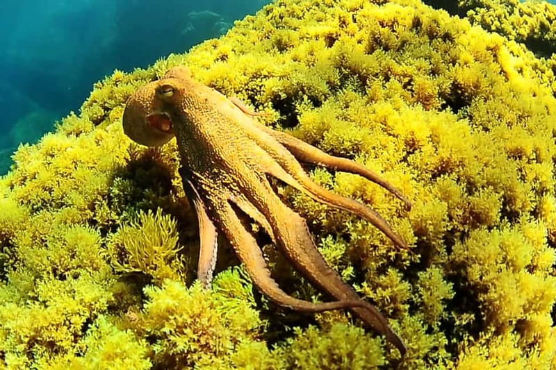 Ibiza: PADI Discover Scuba Diving & Snorkeling Boat Trip - San Antonio meeting point: finding the boat and settling in fast