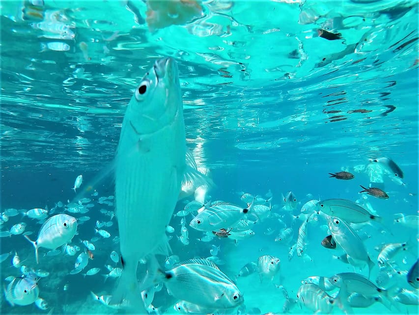 Ibiza: Snorkeling and SUP Paddle, Beach and Cave Tour - Cala Bassa: 200 Meters Offshore Snorkel Time and SUP-First Water Confidence
