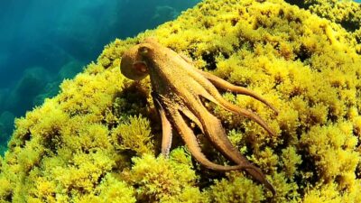 Ibiza: Snorkeling and SUP Paddle, Beach and Cave Tour - Meeting at San Antonio Port: Fast Check-In, Then Out to the Coves