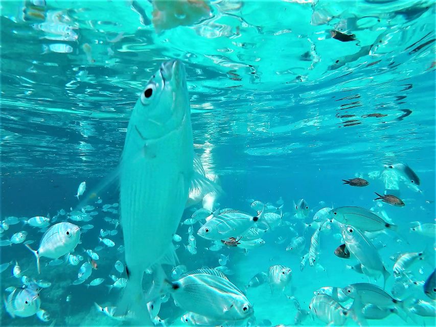 Ibiza: Snorkeling and SUP Paddle, Beach and Cave Tour - Drinks on Board: Beer, Sangria, and the Best Kind of Casual Vibe