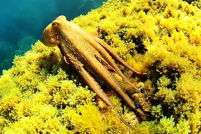 Ibiza Snorkeling Beach and Cave Tour - Stop 4: Back Through San Antonio Bay to Finish at Your Start Point