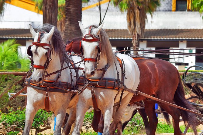 Jerez and Cadiz Day Trip from Seville - Key highlights you’ll feel the moment you arrive