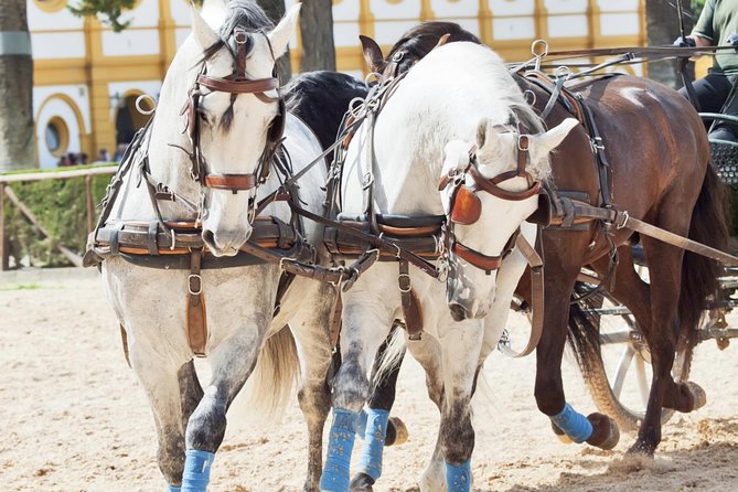 Jerez & Cadiz Winery with Tasting & Opt Horse Show from Seville - Cádiz by Foot: Roman Ruins, Sea Air, and Market Lunch Time
