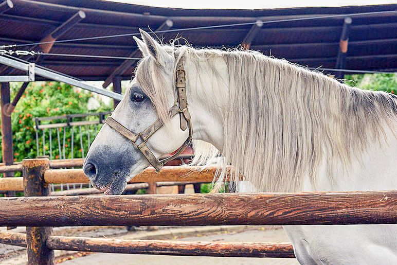 Jerez: Royal Andalusian School of Equestrian Art Admission - Watching daily training in outdoor rings and the indoor arena
