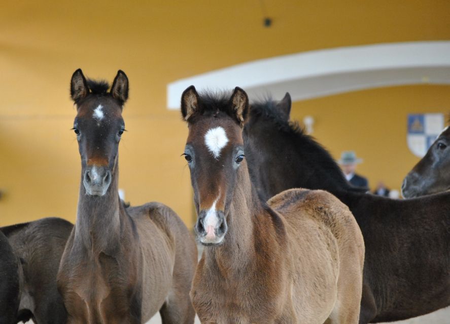 Jerez: Yeguada de la Cartuja Carthusian Horses Tour - Why Fuente del Suero is the breeding ground everyone talks about