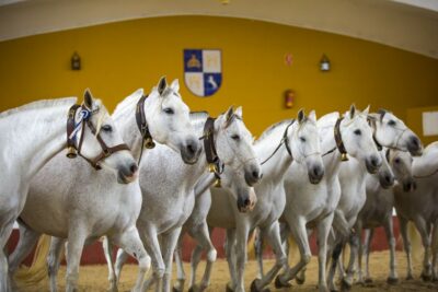 Jerez: Yeguada de la Cartuja Carthusian Horses Tour - The guided farm walk: what you’ll actually see