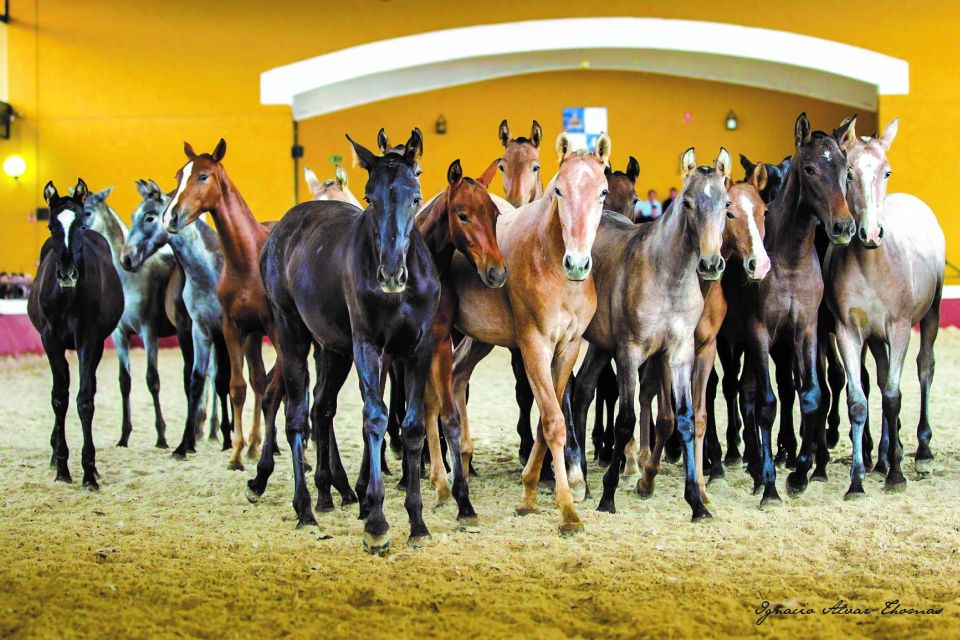 Jerez: Yeguada de la Cartuja Carthusian Horses Tour - Price and value: why $22 can make sense