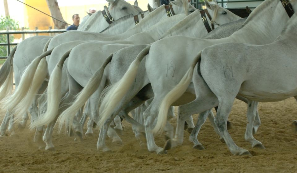 Jerez: Yeguada de la Cartuja Carthusian Horses Tour - Getting there from Jerez: parking, directions, and timing