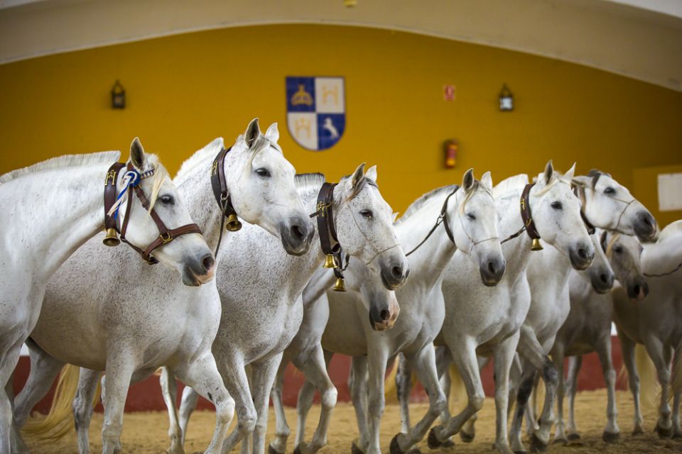 Jerez: Yeguada de la Cartuja Carthusian Horses Tour - The guided farm walk: what you’ll actually see