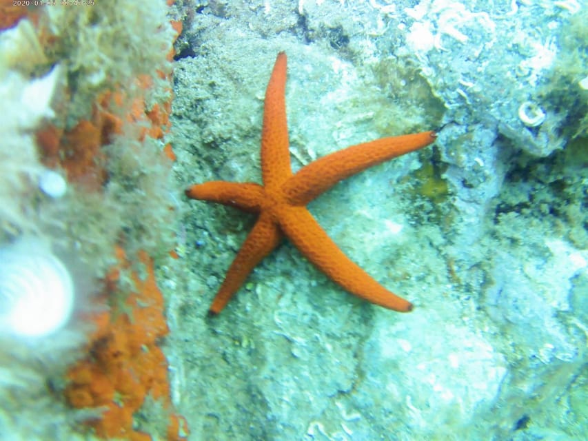 Kayak and snorkel Tour Platja d'Aro - Where You Start: Beach Check-In by the Nautical Port