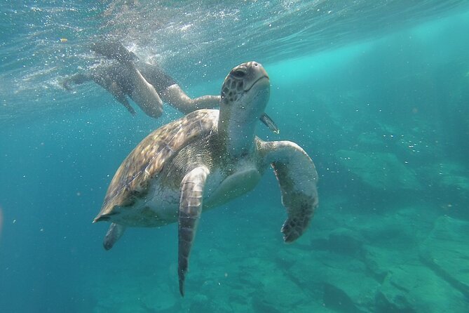 Kayak Route along the Volcanic Coast in Tenerife South with Snorkeling - Kayaking Tenerife’s volcanic coast: the real appeal