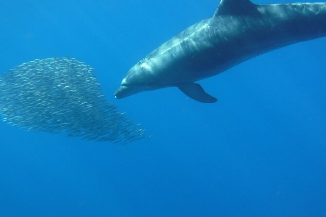 Kayak Route along the Volcanic Coast in Tenerife South with Snorkeling - Snorkeling with turtles: what to expect and what can go wrong