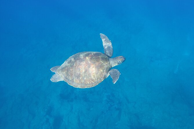 Kayak Route along the Volcanic Coast in Tenerife South with Snorkeling - Dolphins: the fun bonus you can’t control