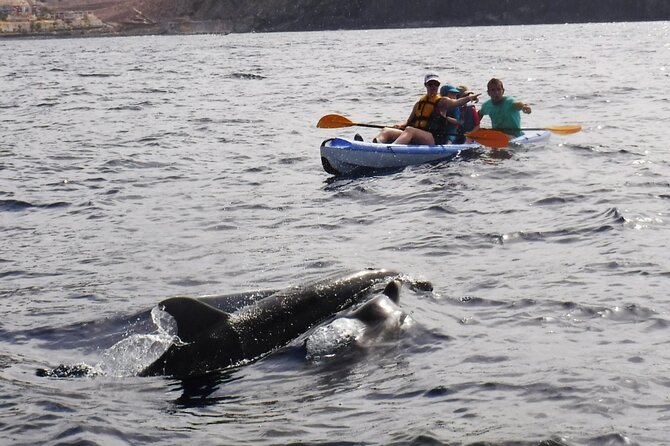 Kayak Route along the Volcanic Coast in Tenerife South with Snorkeling - What the guides do well (and why it changes your day)