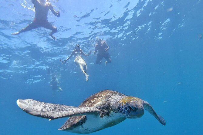 Kayak Safari with Dolphin and Turtle Watching in Guaza - Key things worth knowing before you go
