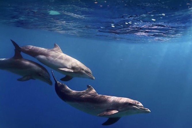 Kayak Safari with Dolphin and Turtle Watching in Guaza - Guide style and safety: why the small-group format matters