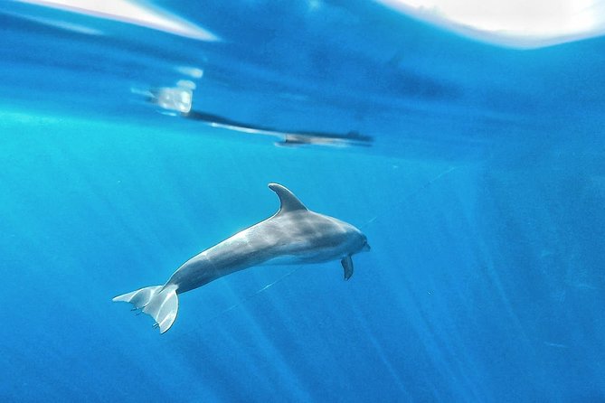 Kayak Safari with Dolphin and Turtle Watching in Guaza - When conditions or timing don’t go your way