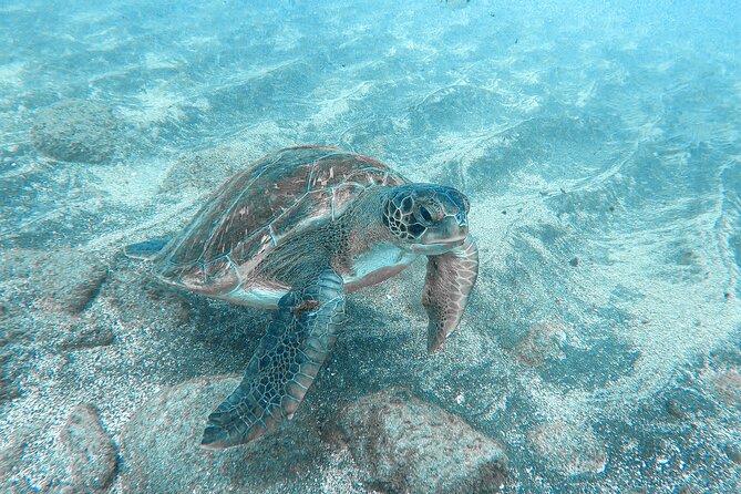 Kayaking + snorkeling with turtles - Guide style: what to watch for during briefing and pacing