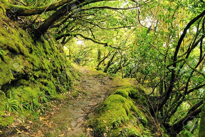 La Gomera Day Trip from Tenerife - Ferry crossing: what you need and what you might see