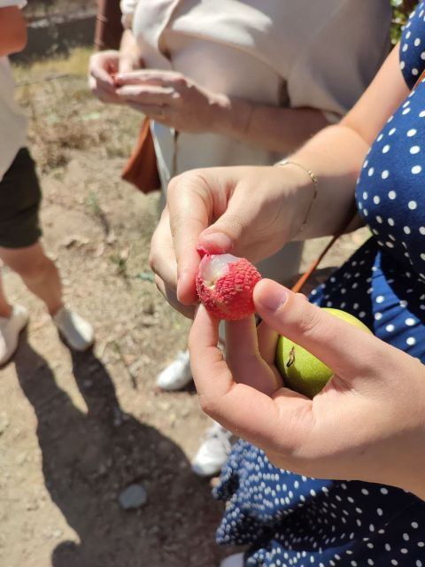 La Herradura Coffee Farm: tour in Europe's only plantation - Practical Tips: Shoes, Pauses, and Meeting the Right Place
