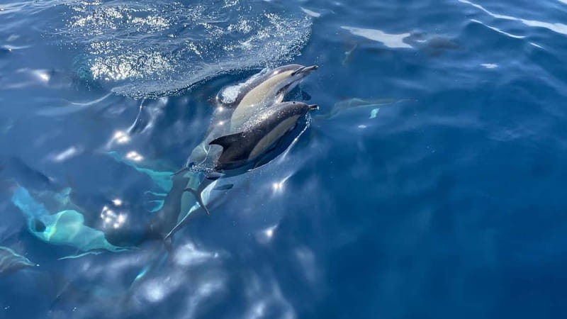 La Herradura: Sailing with a view of dolphins - Key Things I’d Book For