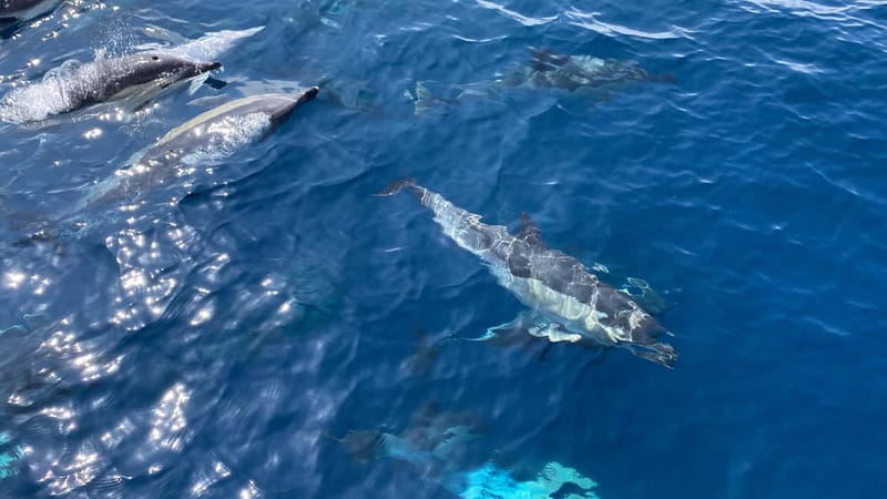 La Herradura: Sailing with a view of dolphins - How the Sails and the Crew Make the Trip Feel Personal