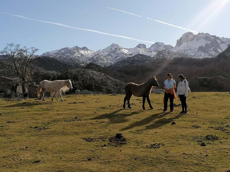 Lakes of Covadonga and Sanctuary of Covadonga: Guided and interpreted tour - Starting in Cangas de Onís: small-group pickup and an easy pace