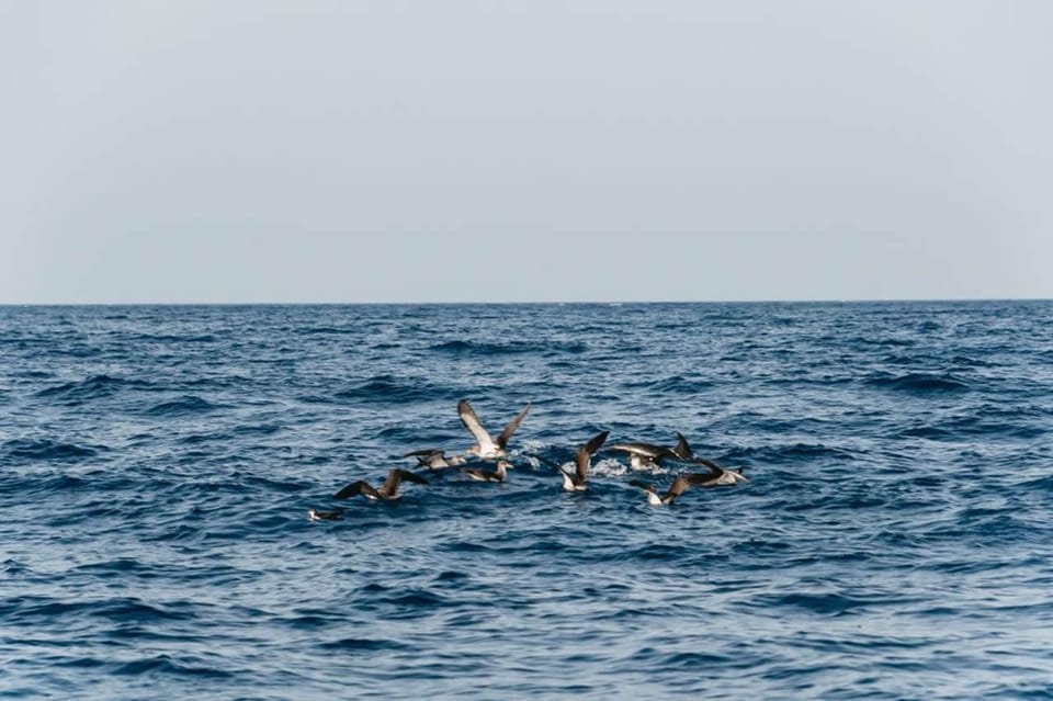 Lanzarote: 2.5-Hour Sunset and Dolphins Cruise - FAQ