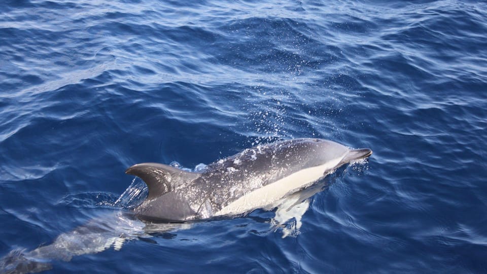 Lanzarote: 2.5-Hour Sunset and Dolphins Cruise - Dolphin and Whale Spotting: How the Crew Helps You Actually See Something
