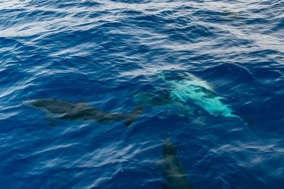 Lanzarote: 2.5-Hour Sunset and Dolphins Cruise - The Sunset + Aperitif Moment: Why the End of the Cruise Matters