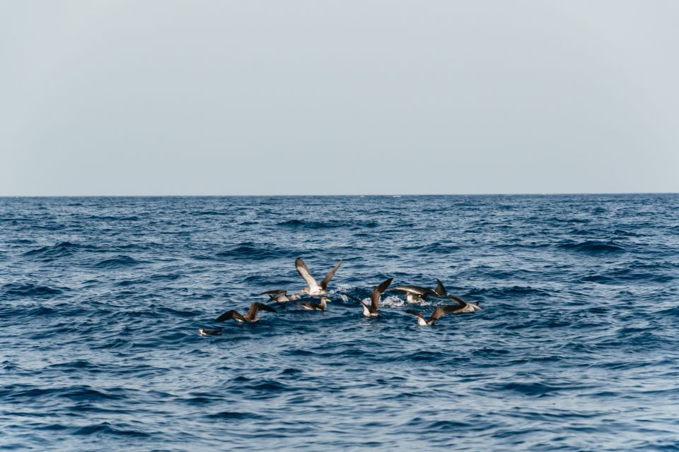 Lanzarote: 2.5-Hour Sunset and Dolphins Cruise - Who This Cruise Suits Best (And Who Should Rethink It)