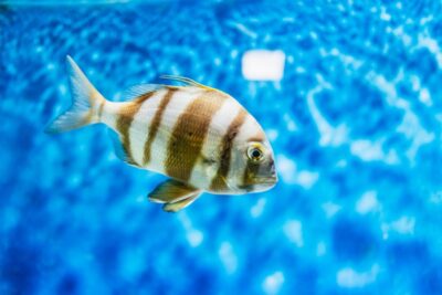 Lanzarote: Aquarium Entry Ticket - Price, time, and how to time your visit