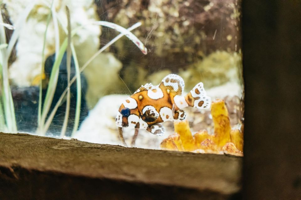 Lanzarote: Aquarium Entry Ticket - Canary Islands zone: fish you can spot fast