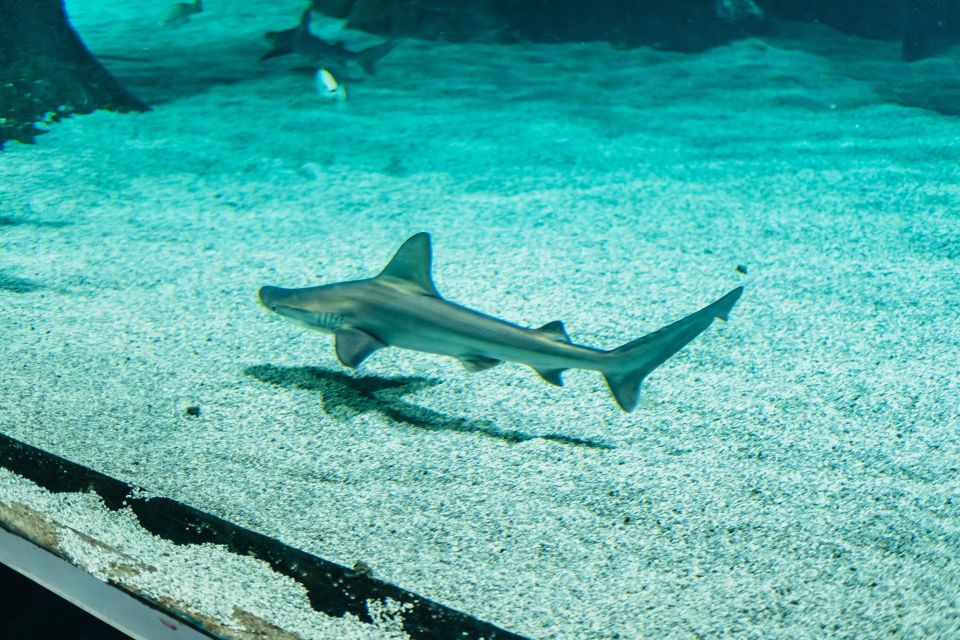 Lanzarote: Aquarium Entry Ticket - The underwater tunnel: sharks in your field of view